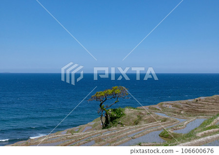 初夏白米稻田能登風景 106600676