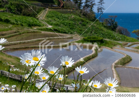 Scenery of white rice fields in Noto in early summer with blooming French chrysanthemums 106600686