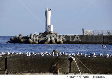black-headed gull in the sea 106600700