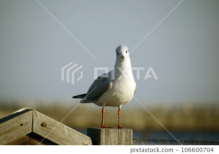 black-headed gull in the sea black-headed gull in the sea 106600704