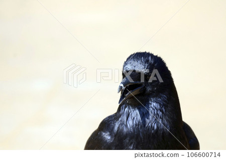 Crow Crow 106600714