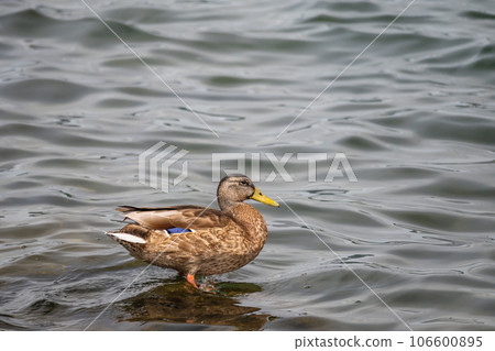 Margamo of Lake Biwa 106600895
