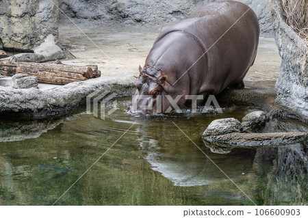 Hippopotamus entering the pond Tennoji Zoo 106600903