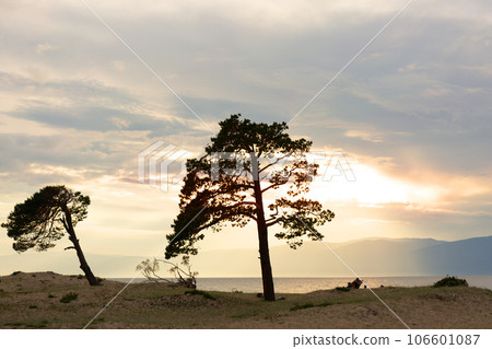 Lonely Larch on Sunset Sandy Beach of Lake Baikal Lonely Larch on Sunset Sandy Beach of Lake Baikal 106601087