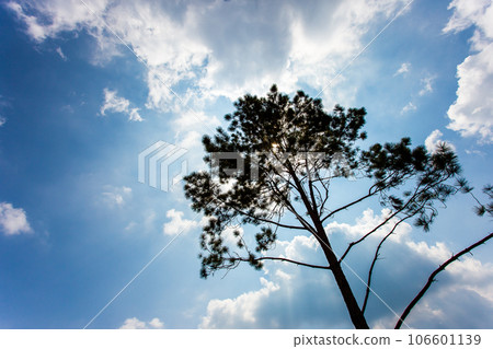 Pinus mugo - It is also known as creeping pine, dwarf mountain pine 106601139