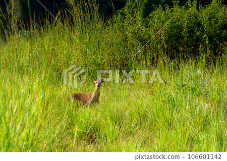 Wild young fallow deer (capreolus capreolus) in beautiful spring nature during sunset 106601142