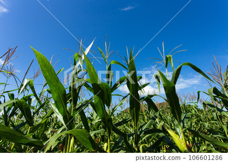 Corn farm on hill with blue sky and sunset background 106601286