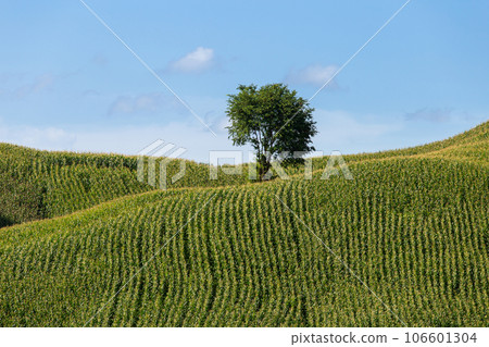 Corn farm on hill with blue sky and sunset background Corn farm on hill with blue sky and sunset background 106601304