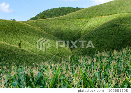 Corn farm on hill with blue sky and sunset background 106601308