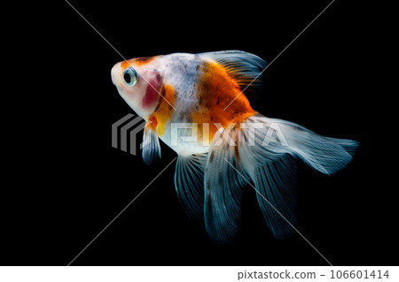 goldfish isolated on a dark black background goldfish isolated on a dark black background 106601414