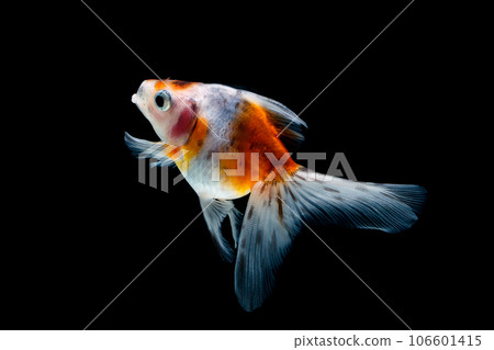 goldfish isolated on a dark black background goldfish isolated on a dark black background 106601415