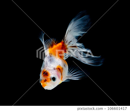 goldfish isolated on a dark black background 106601417