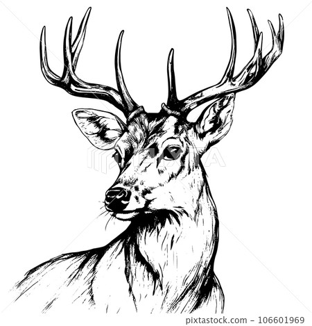 deer vector animal illustration for design. Sketch tattoo design on white background deer vector animal illustration for design. Sketch tattoo design on white background 106601969
