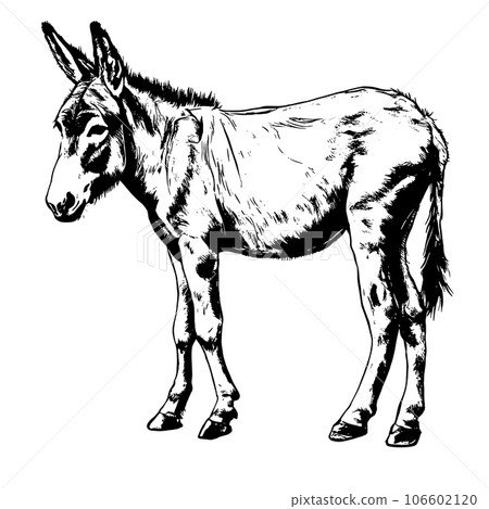 donkey vector animal illustration for design. Sketch tattoo design on white background donkey vector animal illustration for design. Sketch tattoo design on white background 106602120