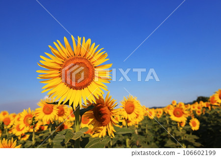 Sunflower 5441 106602199