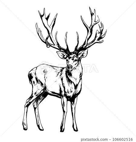 deer vector animal illustration for design. Sketch tattoo design on white background deer vector animal illustration for design. Sketch tattoo design on white background 106602516