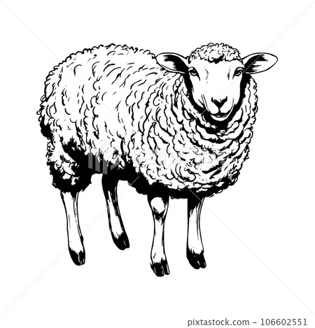 sheep vector animal illustration for design. Sketch tattoo design on white background 106602551