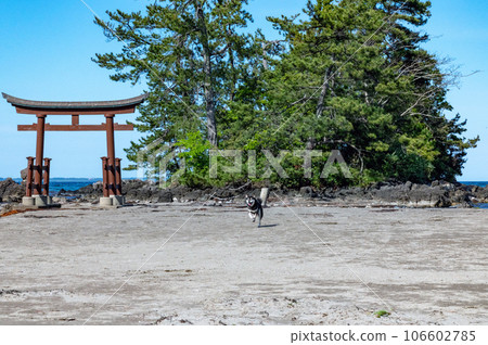 小伊路海灘黑芝 奧能登風景 106602785