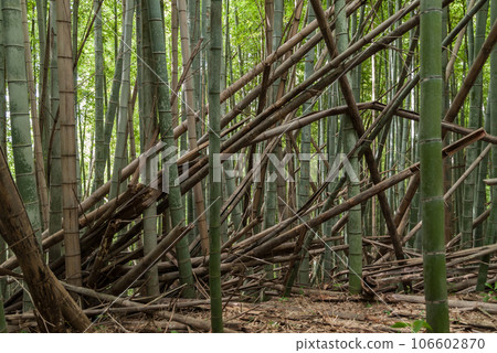 Bamboo damage caused by mosouchiku Bamboo damage caused by mosouchiku 106602870