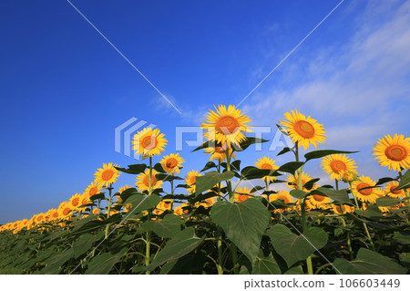 向日葵3672 106603449