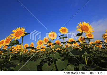 向日葵3736 106603456