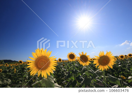 向日葵4398 106603476