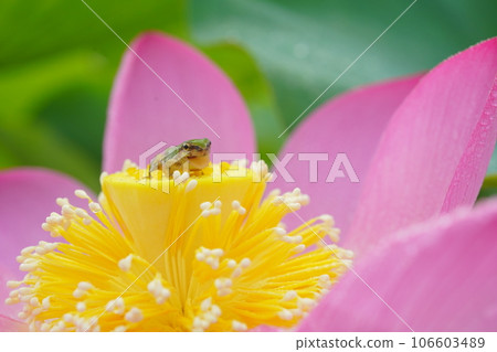 Tree frog 3196 Tree frog 3196 106603489