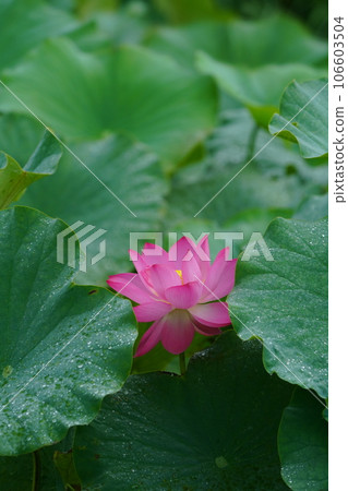 蓮花3118 蓮花3118 106603504