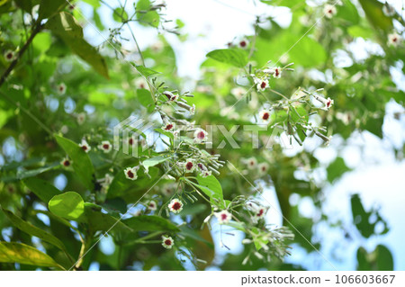 漂亮的花[夜花] 106603667