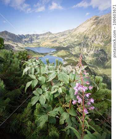 Beautiful alpine valley with mountain peaks,lakes,and foreground wildflowers,vertical Poland,Europe 106603671