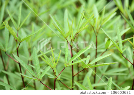 芙蓉洛神花葉 106603681