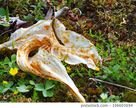 卡薩布蘭卡的腐爛花瓣 卡薩布蘭卡的腐爛花瓣 106603694