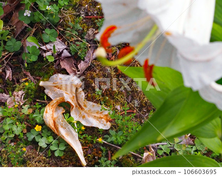 卡薩布蘭卡和腐爛的花瓣 106603695