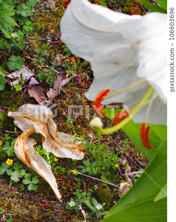 卡薩布蘭卡和腐爛的花瓣 106603696