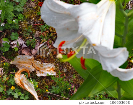 卡薩布蘭卡和腐爛的花瓣 106603698