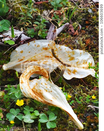 卡薩布蘭卡的腐爛花瓣 106603699