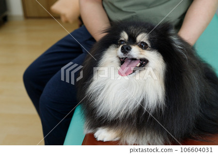 狗脊椎按摩師、針灸診所和動物醫院的形象。一隻放鬆的博美犬正在接受治療。 106604031