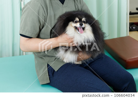 狗脊椎按摩師、針灸診所和動物醫院的形象。博美犬將脖子放在腿上按摩 106604034