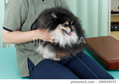 狗脊椎按摩師、針灸診所和動物醫院的形象。博美犬被抱在他的腿上並被觸診他的胃 106604035