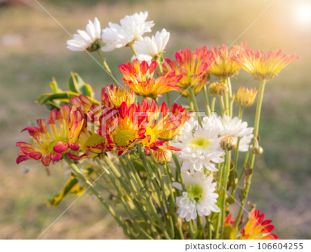 Fresh flowers in the garden with sunlight Fresh flowers in the garden with sunlight 106604255