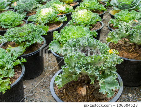 Head of fresh cabbage with a lot of leaves. Head of fresh cabbage with a lot of leaves. 106604528