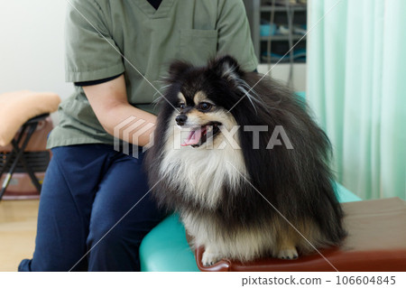 狗脊椎按摩師、針灸診所和動物醫院的形象。一隻放鬆的博美犬正在接受治療。 106604845