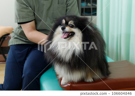 狗脊椎按摩師、針灸診所和動物醫院的形象。一隻放鬆的博美犬正在接受治療。 106604846