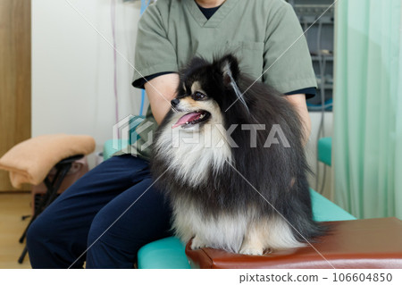 狗脊椎按摩師、針灸診所和動物醫院的形象。一隻放鬆的博美犬正在接受治療。 106604850