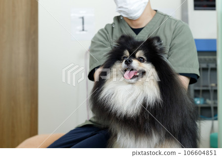 狗手法、針灸診所、動物醫院形象。博美犬伸出舌頭。 106604851