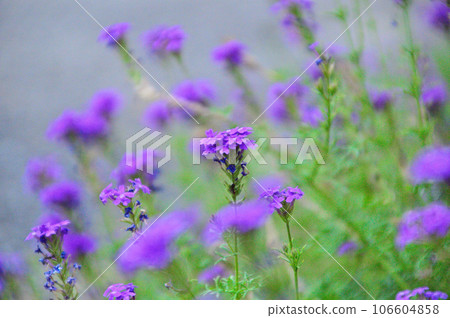 路邊的花 路邊的花 106604858