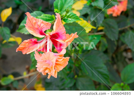 Indian hibiscus flower on the tree 106604893