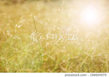 Out of focus tropical green grass field Out of focus tropical green grass field 106604979