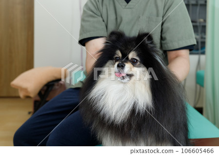 狗手法、針灸診所、動物醫院形象。博美犬表情略顯緊張。 狗手法、針灸診所、動物醫院形象。博美犬表情略顯緊張。 106605466