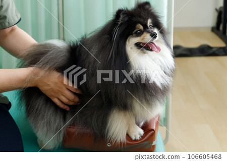 狗脊椎按摩師、針灸診所和動物醫院的形象。一隻放鬆的博美犬正在接受治療。 狗脊椎按摩師、針灸診所和動物醫院的形象。一隻放鬆的博美犬正在接受治療。 106605468